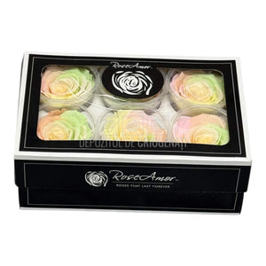 Trandafiri Criogenati XL RAINBOW CHA - 89 (dia. 6 - 6,5cm, set 6 buc) - DepozituldeCriogenati.ro