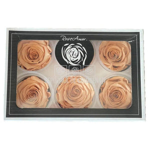 Trandafiri Criogenati XL TOFF-01 (Ø6-6,5cm, set 6 buc /cutie) - DepozituldeCriogenati.ro