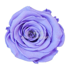 Trandafiri Criogenati XL VIO-01 (Ø6-6,5cm, set 6 buc /cutie) - DepozituldeCriogenati.ro