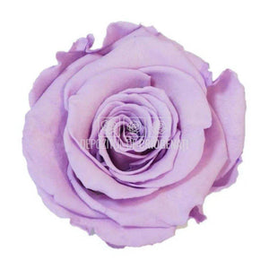 Trandafiri Criogenati XL VIO-03 (Ø6-6,5cm, set 6 buc /cutie) - DepozituldeCriogenati.ro