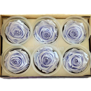 Trandafiri Criogenati XL VIO-89 (Ø6-6,5cm, set 6 buc /cutie) - DepozituldeCriogenati.ro