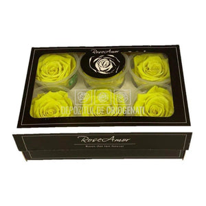 Trandafiri Criogenati XL YEL-05 (Ø6-6,5cm, set 6 buc /cutie) - DepozituldeCriogenati.ro