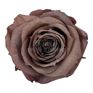 Trandafiri Criogenati XS CHO - 89 (dia. 3cm, set 18 buc /cutie) - DepozituldeCriogenati.ro