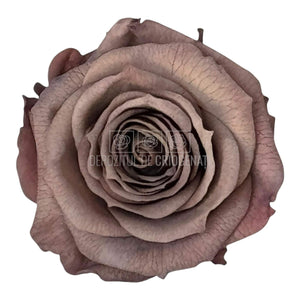 Trandafiri Criogenati XS CHO - 89 (dia. 3cm, set 18 buc /cutie) - DepozituldeCriogenati.ro