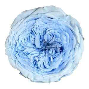 Trandafiri de gradina AMELIA BLU-89 (dia. 3-4cm, set 12 buc /cutie) - DepozituldeCriogenati.ro