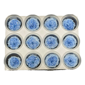 Trandafiri de gradina AMELIA BLU-89 (dia. 3-4cm, set 12 buc /cutie) - DepozituldeCriogenati.ro