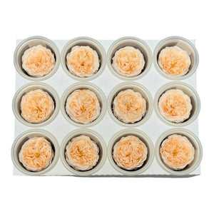 Trandafiri de gradina AMELIA PEA-89 (dia. 3-4cm, set 12 buc /cutie) - DepozituldeCriogenati.ro