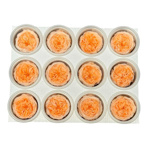 Trandafiri de gradina AMELIA PEA-99 (dia. 3-4cm, set 12 buc /cutie) - DepozituldeCriogenati.ro