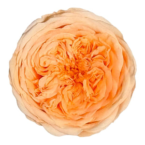 Trandafiri de gradina AMELIA PEA-99 (dia. 3-4cm, set 12 buc /cutie) - DepozituldeCriogenati.ro