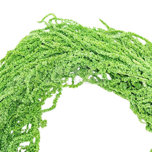 Amaranthus Verde Citron (Buchet Criogenat) - DepozituldeCriogenati.ro