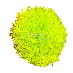 Cheers Dianthus Criogenat GRE-99 (Ø6cm, set 9-15 buc /cutie) - DepozituldeCriogenati.ro