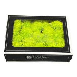 Cheers Dianthus Criogenat GRE-99 (Ø6cm, set 9-15 buc /cutie) - DepozituldeCriogenati.ro