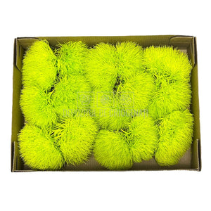 Cheers Dianthus Criogenat GRE-99 (Ø6cm, set 9-15 buc /cutie) - DepozituldeCriogenati.ro