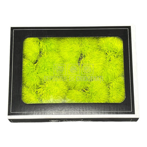 Cheers Dianthus Criogenat GRE-99 (Ø6cm, set 9-15 buc /cutie) - DepozituldeCriogenati.ro