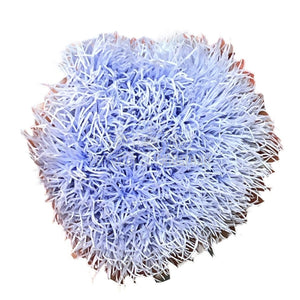 Cheers Dianthus Criogenat VIO-89 (Ø6cm, set 9-15 buc /cutie) - DepozituldeCriogenati.ro