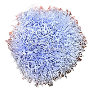 Cheers Dianthus Criogenat VIO-89 (Ø6cm, set 9-15 buc /cutie) - DepozituldeCriogenati.ro