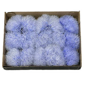 Cheers Dianthus Criogenat VIO-89 (Ø6cm, set 9-15 buc /cutie) - DepozituldeCriogenati.ro