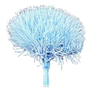 Cheers Dianthus Criogenat BLU-89 (Ø6cm, set 9-11 buc /cutie) - DepozituldeCriogenati.ro