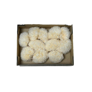 Cheers Dianthus Criogenat CHA-99 (Ø6cm, set 9-11 buc /cutie) - DepozituldeCriogenati.ro