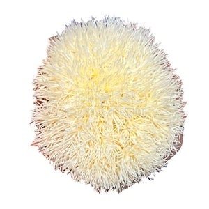 Cheers Dianthus Criogenat CHA-99 (Ø6cm, set 9-11 buc /cutie) - DepozituldeCriogenati.ro