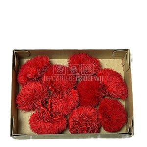 Cheers Dianthus Criogenat RED-02 (Ø6cm, set 9-11 buc /cutie) - DepozituldeCriogenati.ro