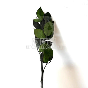 Cozi Criogenate RoseAmor 30cm pt Trandafiri Criogenati, Set 5 buc - DepozituldeCriogenati.ro