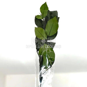 Cozi Criogenate RoseAmor 30cm pt Trandafiri Criogenati, Set 5 buc - DepozituldeCriogenati.ro