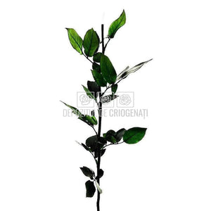 Cozi Criogenate RoseAmor 50cm pt Trandafiri Criogenati, Set 5 buc - DepozituldeCriogenati.ro