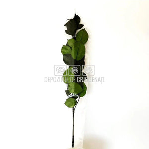 Cozi Criogenate RoseAmor 60cm pt Trandafiri Criogenati, Set 5 buc - DepozituldeCriogenati.ro