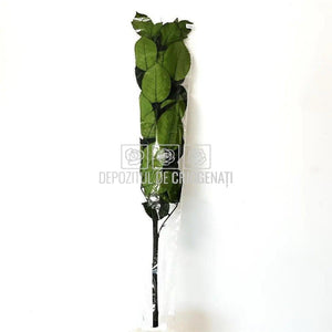Cozi Criogenate RoseAmor 70cm pt Trandafiri Criogenati, Set 5 buc - DepozituldeCriogenati.ro