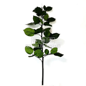 Cozi Criogenate RoseAmor 70cm pt Trandafiri Criogenati, Set 5 buc - DepozituldeCriogenati.ro