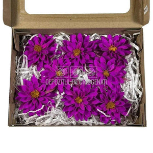 Dalia Criogenata DALIA PUR-02 Ø8cm, set 8 buc/cutie - DepozituldeCriogenati.ro