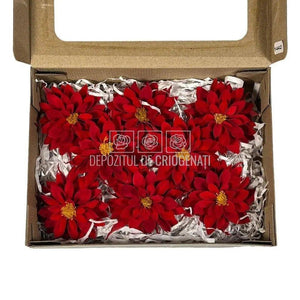 Dalia Criogenata DALIA RED-02 Ø8cm, set 8 buc/cutie - DepozituldeCriogenati.ro