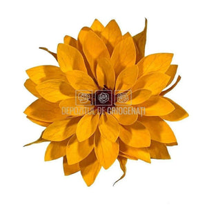 Dalia Criogenata DALIA YEL-04 Ø8cm, set 8 buc/cutie - DepozituldeCriogenati.ro