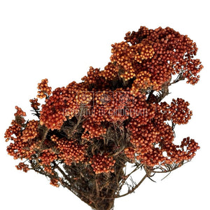 Floare de orez piersica (Buchet Criogenat) - DepozituldeCriogenati.ro