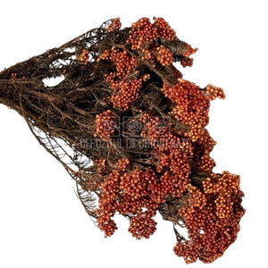 Floare de orez piersica (Buchet Criogenat) - DepozituldeCriogenati.ro