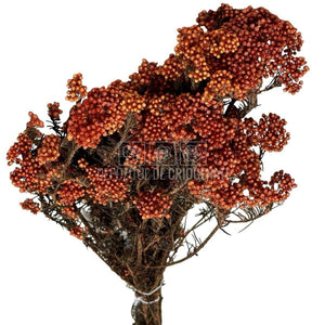 Floare de orez piersica (Buchet Criogenat) - DepozituldeCriogenati.ro