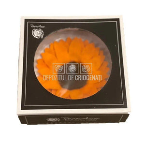 Floarea Soarelui Criogenata SUNFLOWER ORA-02 Ø10,5cm, 1 buc/cutie - DepozituldeCriogenati.ro