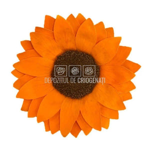 Floarea Soarelui Criogenata SUNFLOWER ORA-02 Ø10,5cm, 1 buc/cutie - DepozituldeCriogenati.ro