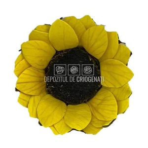Floarea Soarelui Criogenata SUNFLOWER YEL-02 S (Ø4cm, 12 buc) - DepozituldeCriogenati.ro