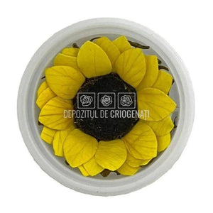 Floarea Soarelui Criogenata SUNFLOWER YEL-02 S (Ø4cm, 12 buc) - DepozituldeCriogenati.ro