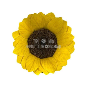 Floarea Soarelui Criogenata XL SUNFLOWER YEL-02 (Ø6cm, set 6 buc) - DepozituldeCriogenati.ro