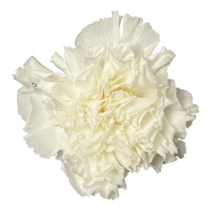 Garoafa Criogenata Alba (Ø5,5cm, H6-7cm), set 6 buc/cutie-Depozitul de Criogenati