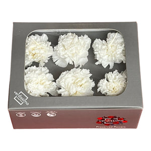 Garoafa Criogenata Alba (Ø5,5cm, H6-7cm), set 6 buc/cutie-Depozitul de Criogenati