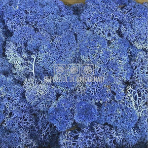 Licheni Decorativi Stabilizati cutie 500gr - Albastru (Verdissimo)