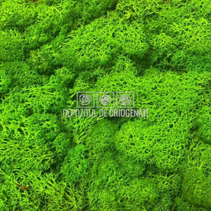 Licheni Decorativi Stabilizati cutie 500gr - Verde Apple (Verdissimo)