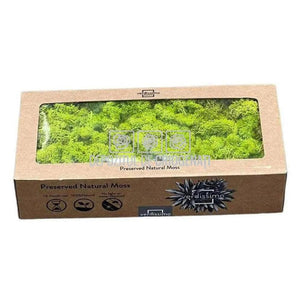 Licheni Decorativi Stabilizati cutie 500gr - Verde Deschis (Verdissimo)