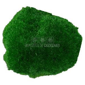 Muschi Stabilizat Bombat Verde inchis (cutie 180gr) - DepozituldeCriogenati.ro