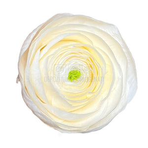 Ranunculus Criogenat CHA-89 (Ø6cm, set 9 buc /cutie) - DepozituldeCriogenati.ro