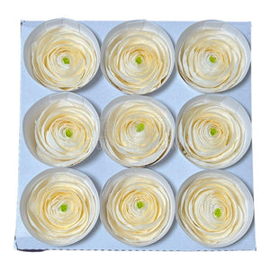 Ranunculus Criogenat CHA-89 (Ø6cm, set 9 buc /cutie) - DepozituldeCriogenati.ro